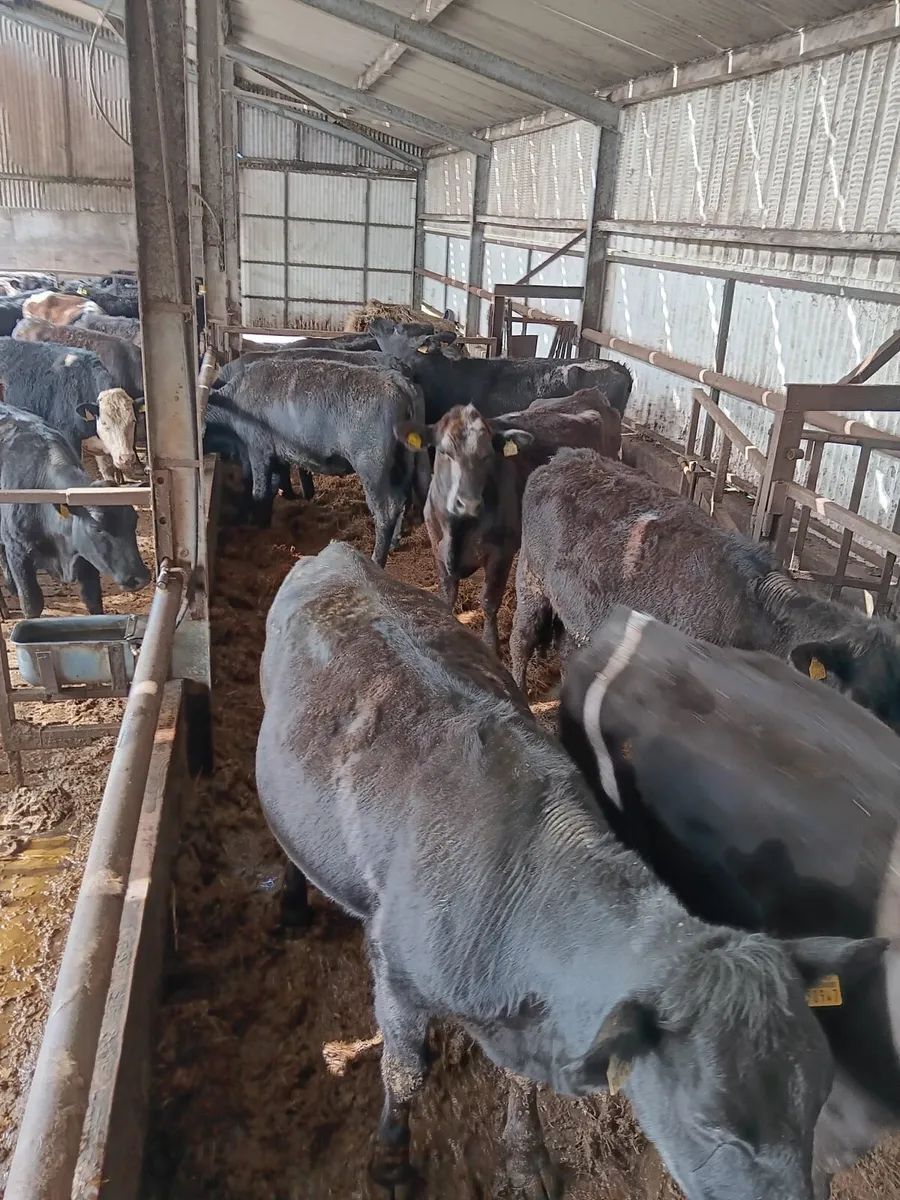 Angus heifers birr today - Image 4
