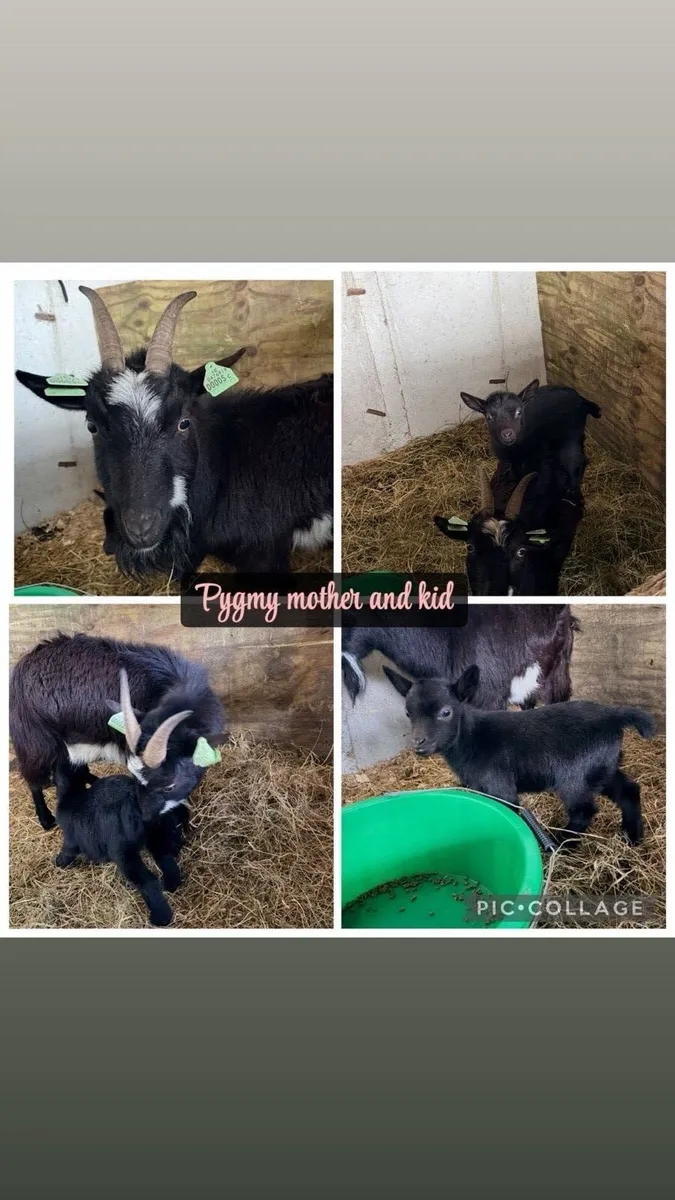 Goats - Image 1