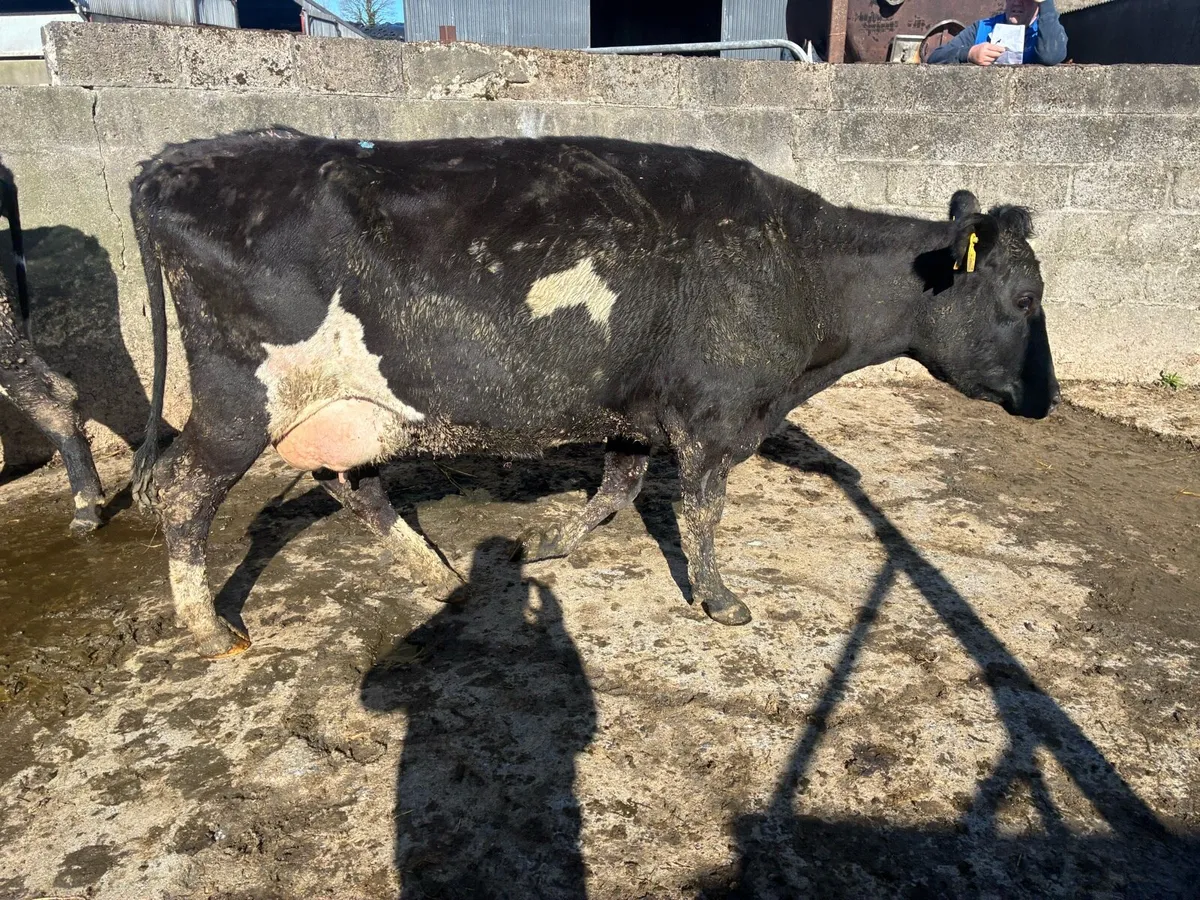 Cow to rear calf - Image 1