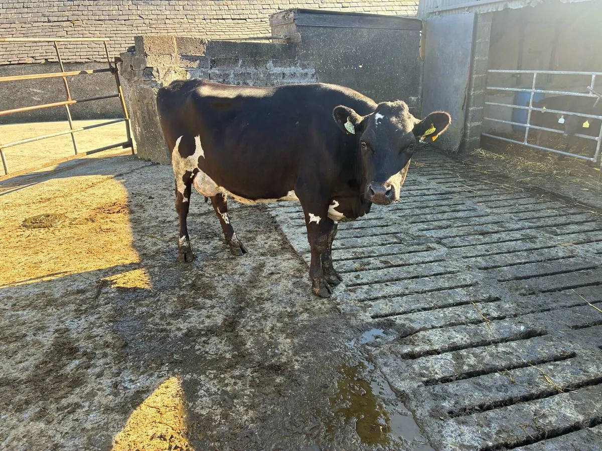 Cow to rear calf - Image 2