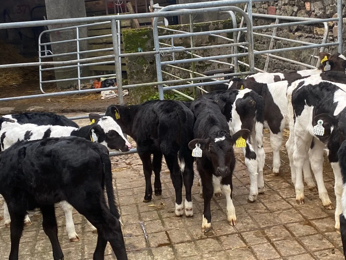 Calves for Sale - Image 3