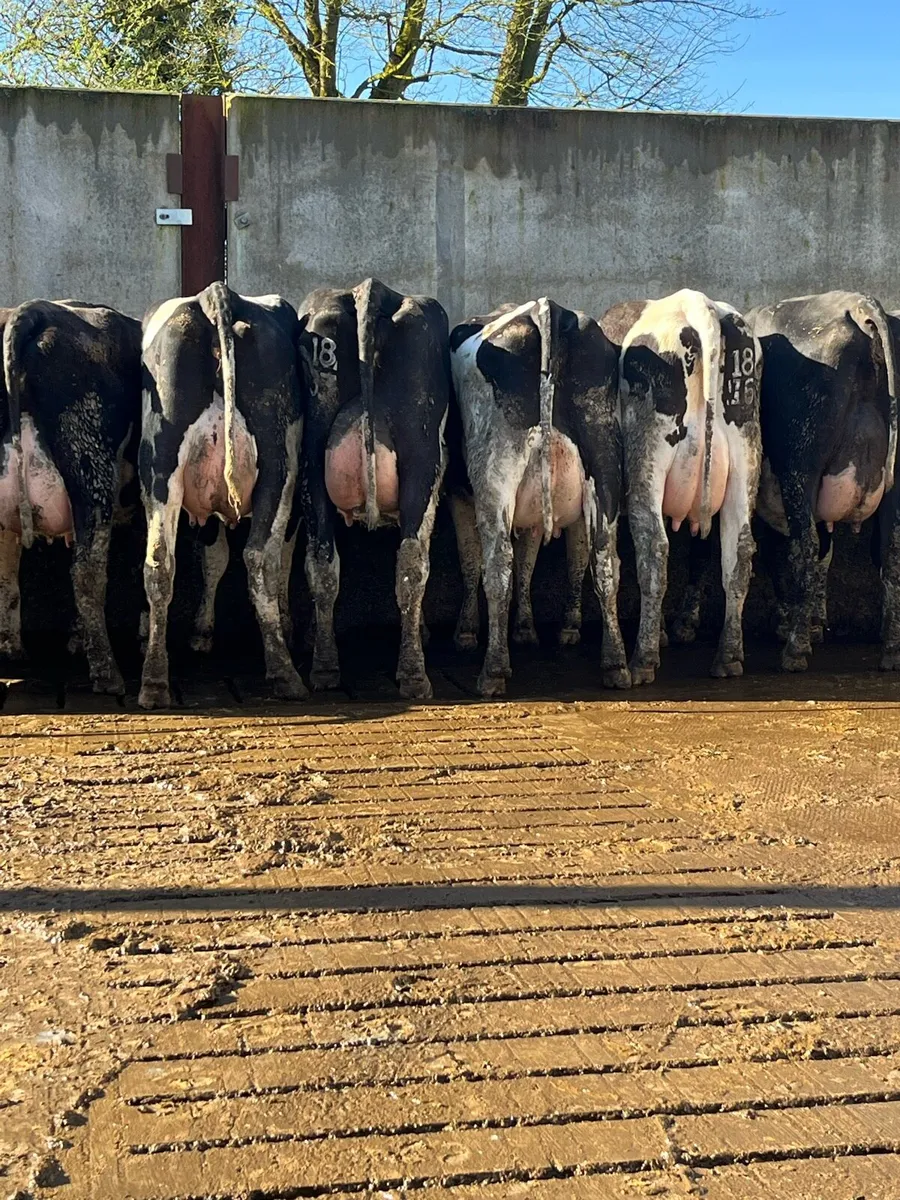 10 calved heifers - Image 1