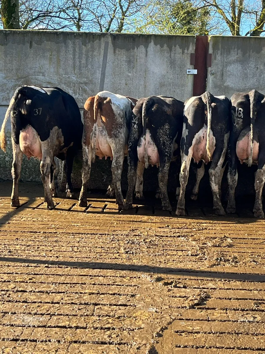 10 calved heifers - Image 2