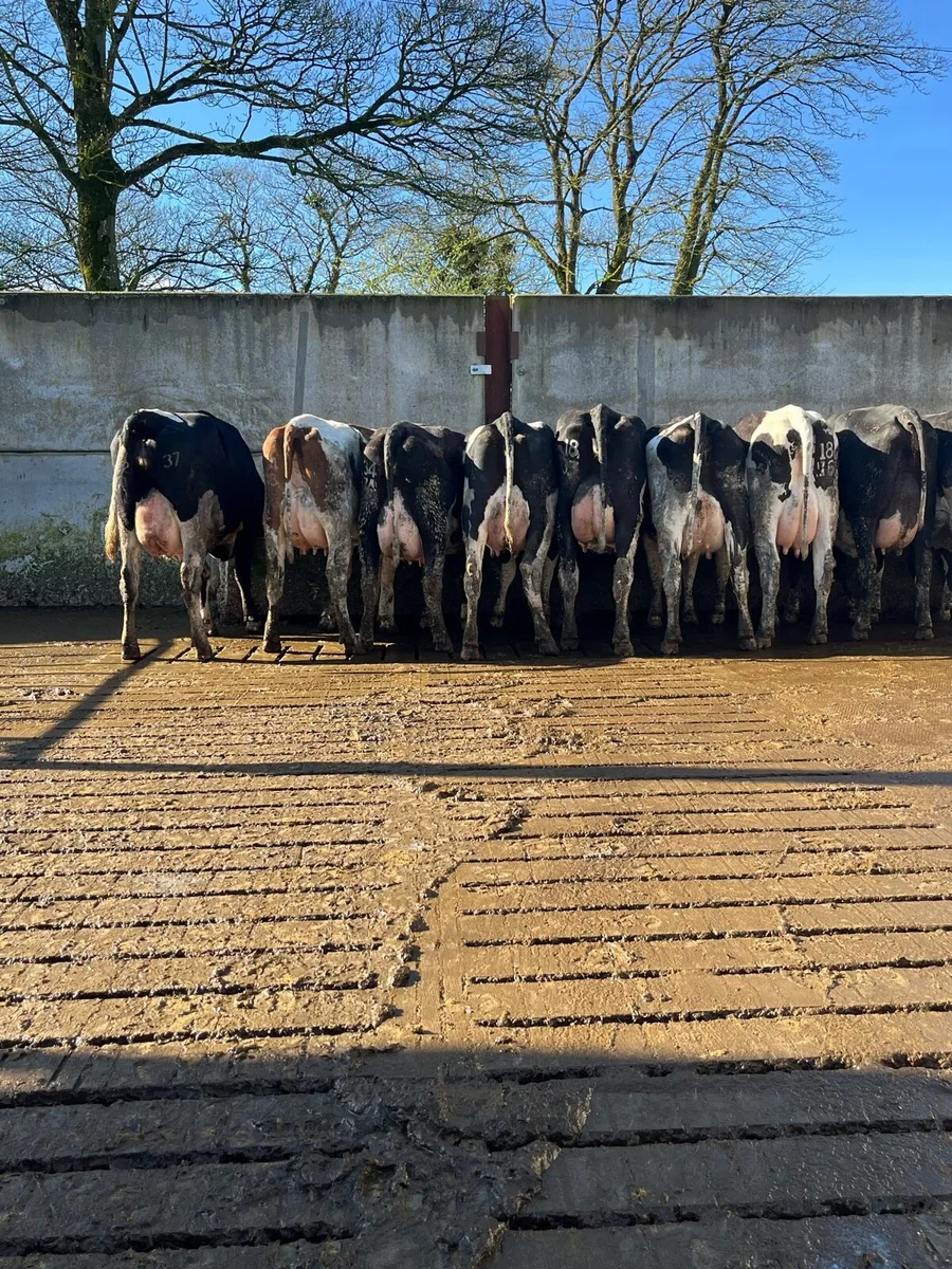 10 calved heifers - Image 4