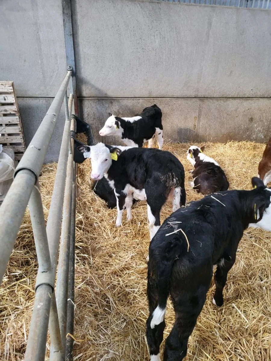 Whitehead calves - Image 1