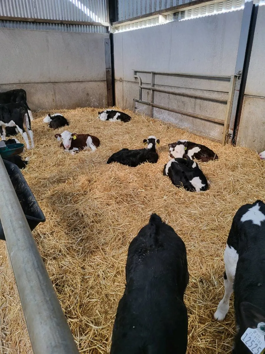 Whitehead calves - Image 2