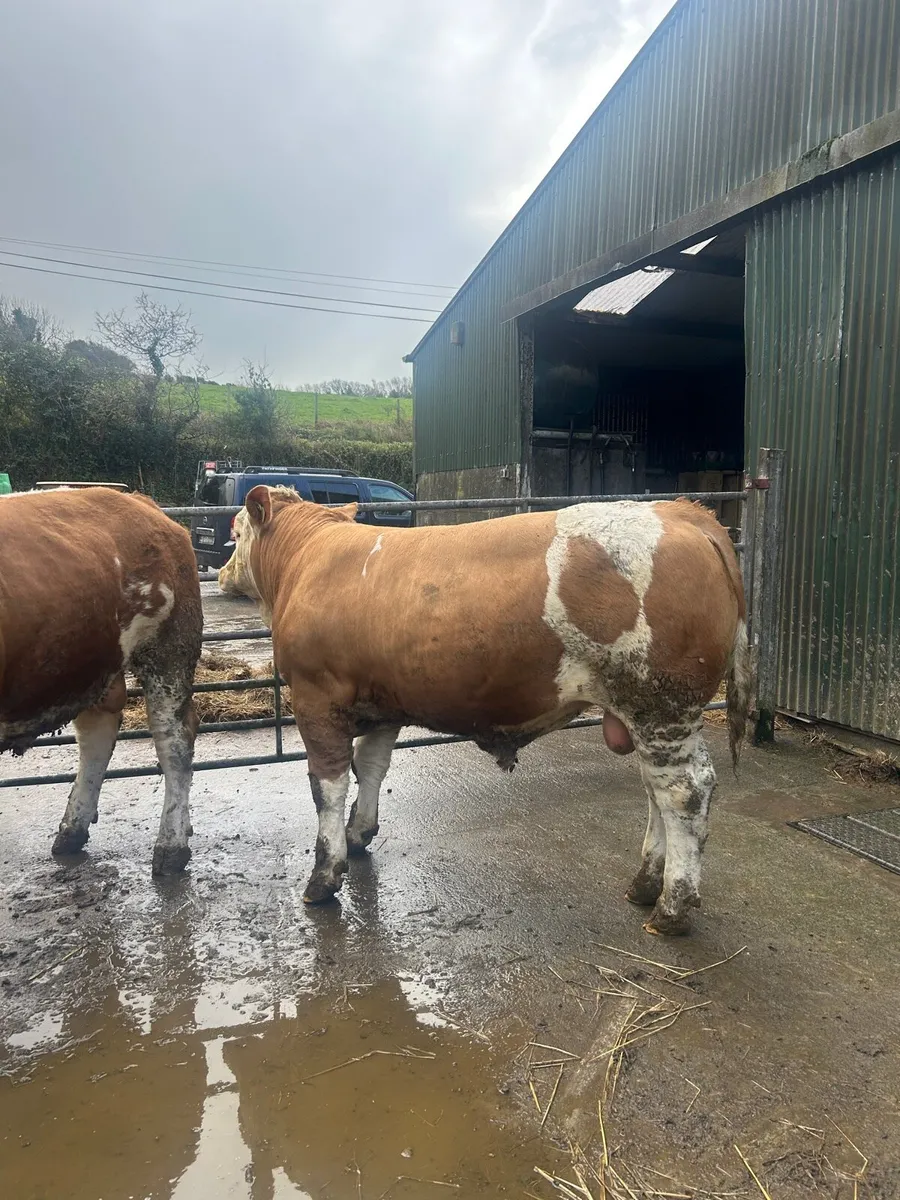 Pedigree Simmental Bulls - Image 2
