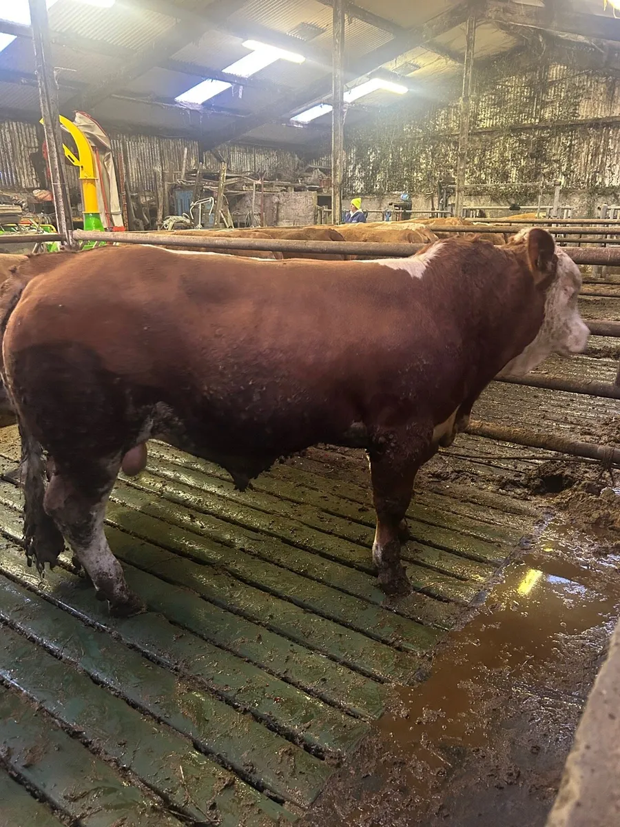 Pedigree Simmental Bulls - Image 3