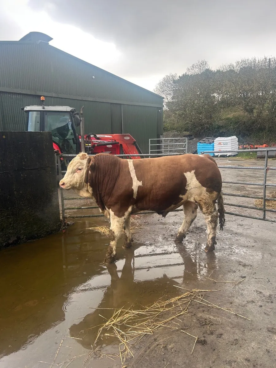 Pedigree Simmental Bulls - Image 1