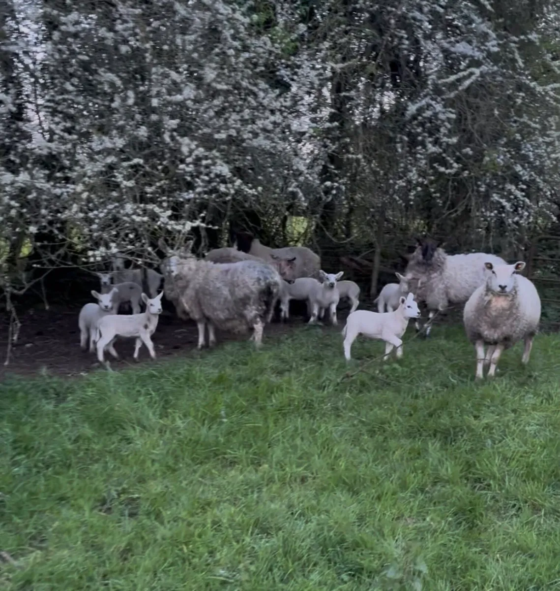 Ewes & Lambs - Image 1