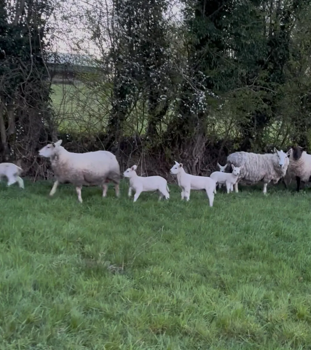 Ewes & Lambs - Image 3