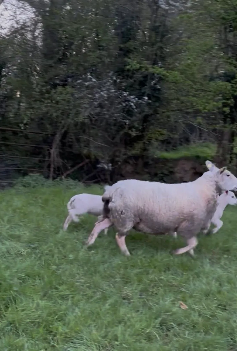 Ewes & Lambs - Image 4
