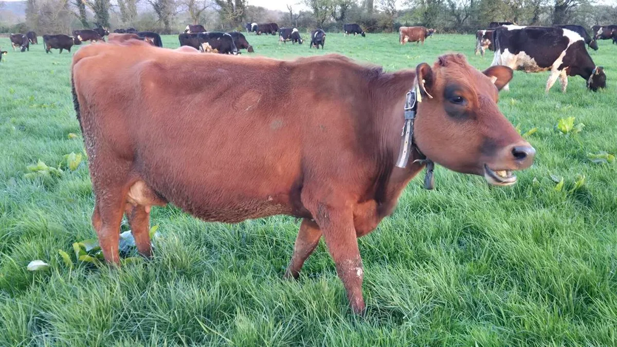 Freshly calved cows - Image 2