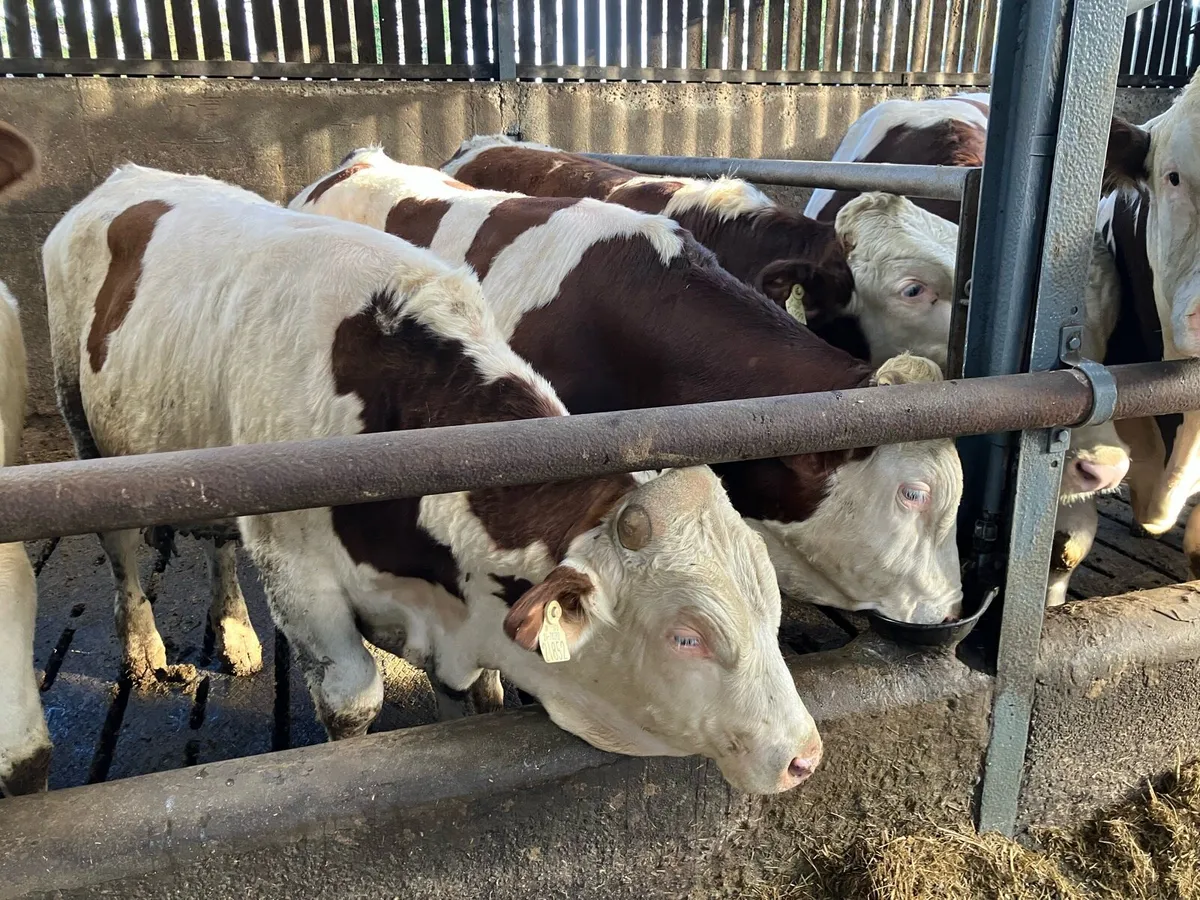 Montbeliarde Bulls - Image 1