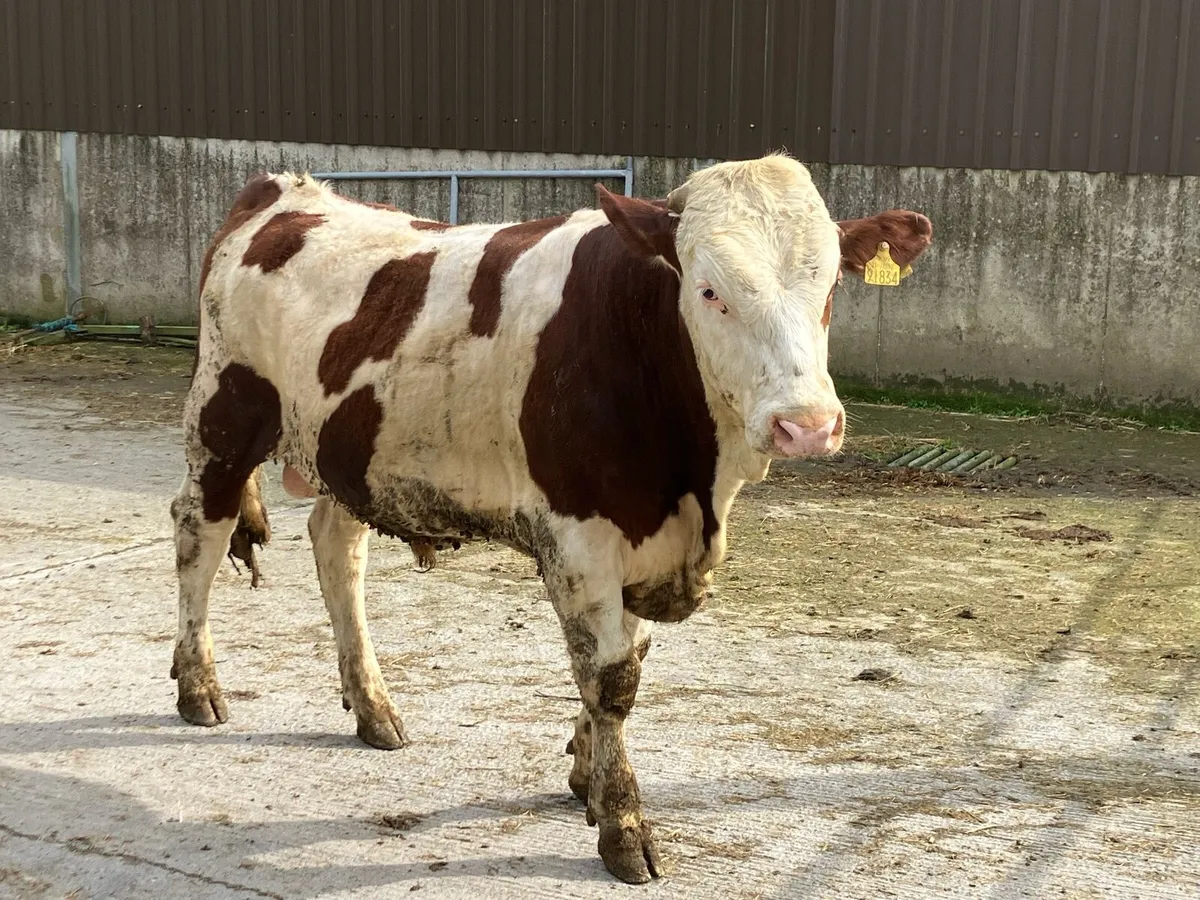 Montbeliarde Bulls - Image 2