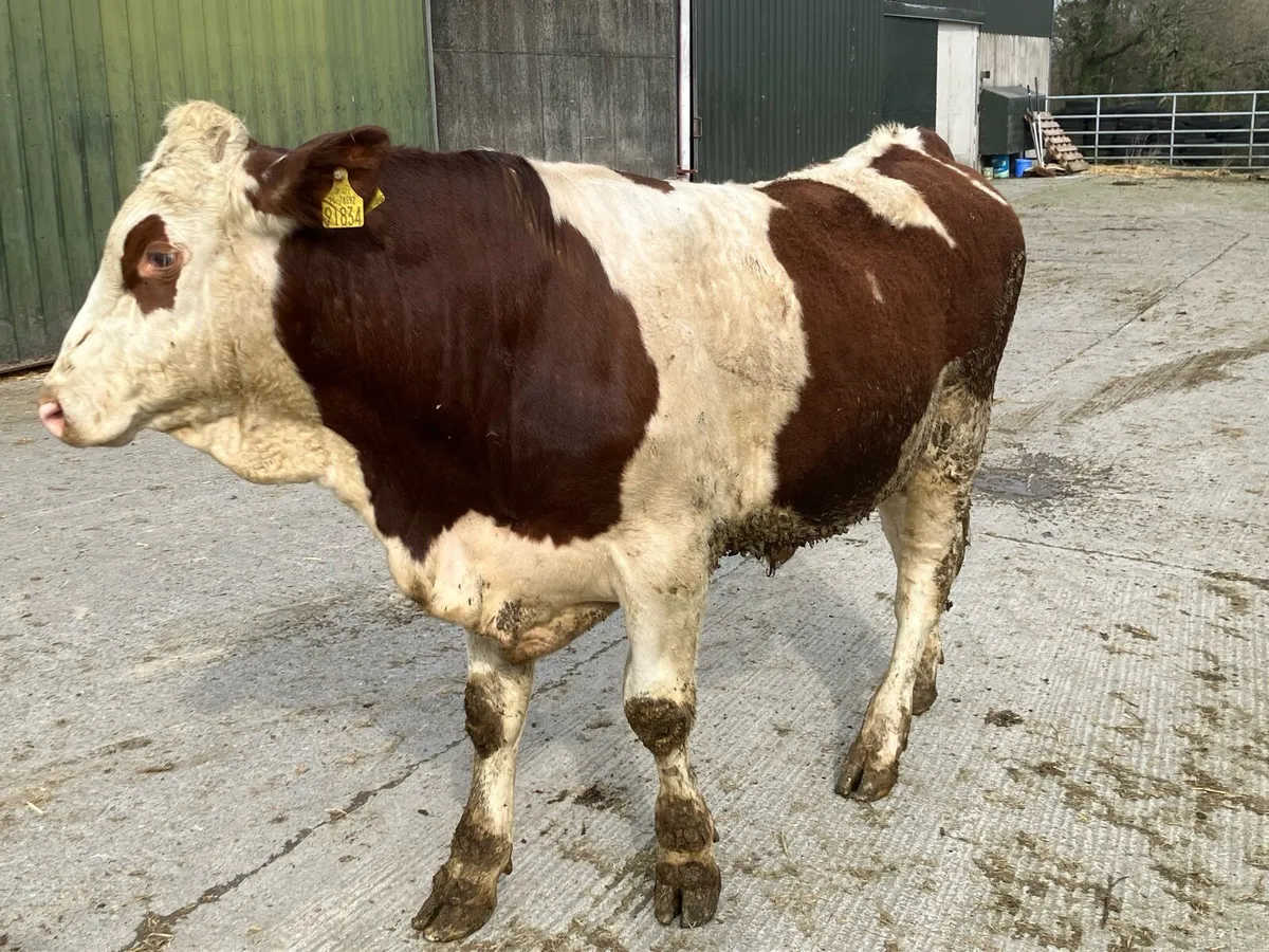 Montbeliarde Bulls - Image 3