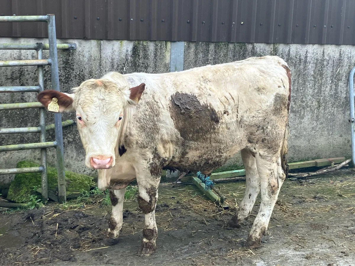 Montbeliarde Bulls - Image 4