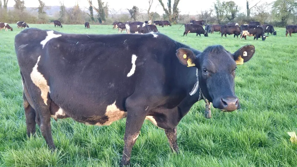 Freshly calved cows - Image 1