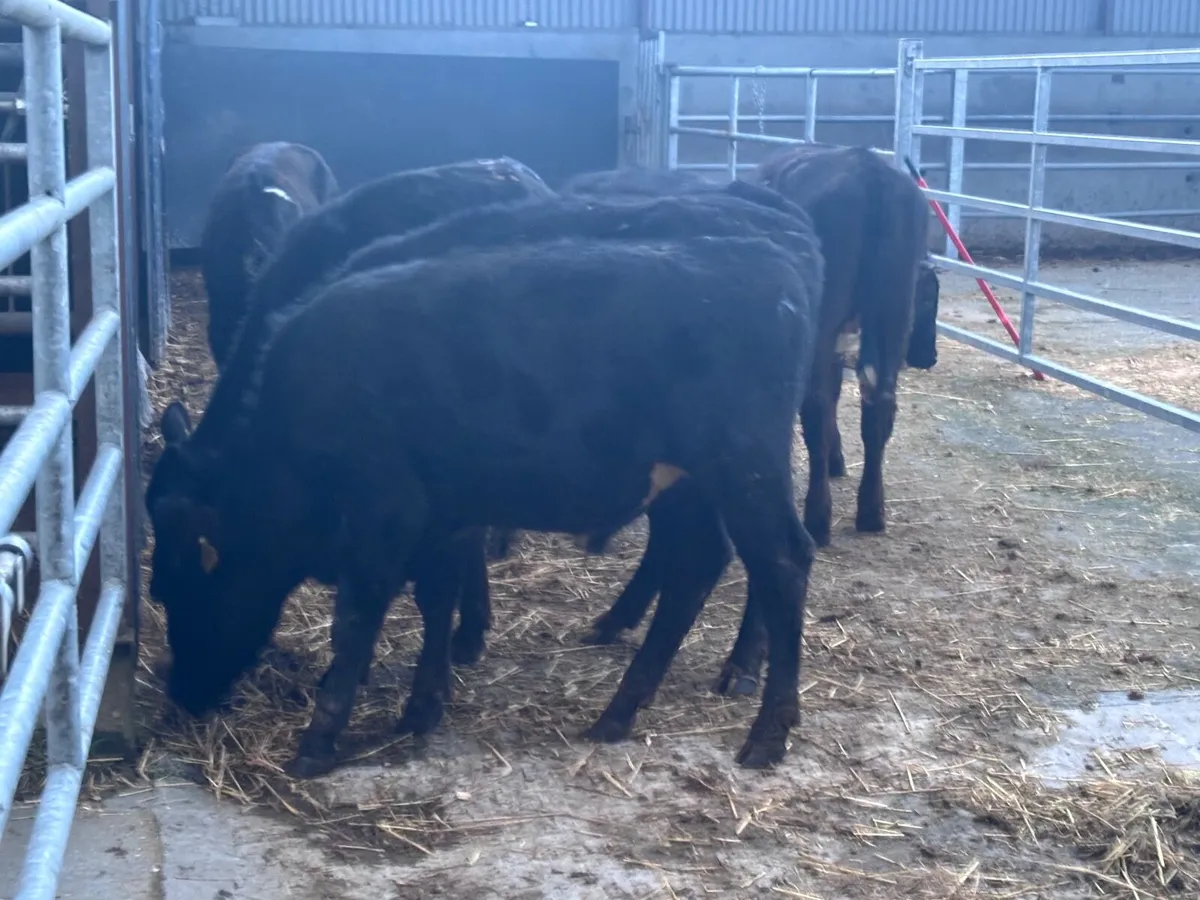 6 ANGUS & HEREFORD Weanlings for sale - Image 2