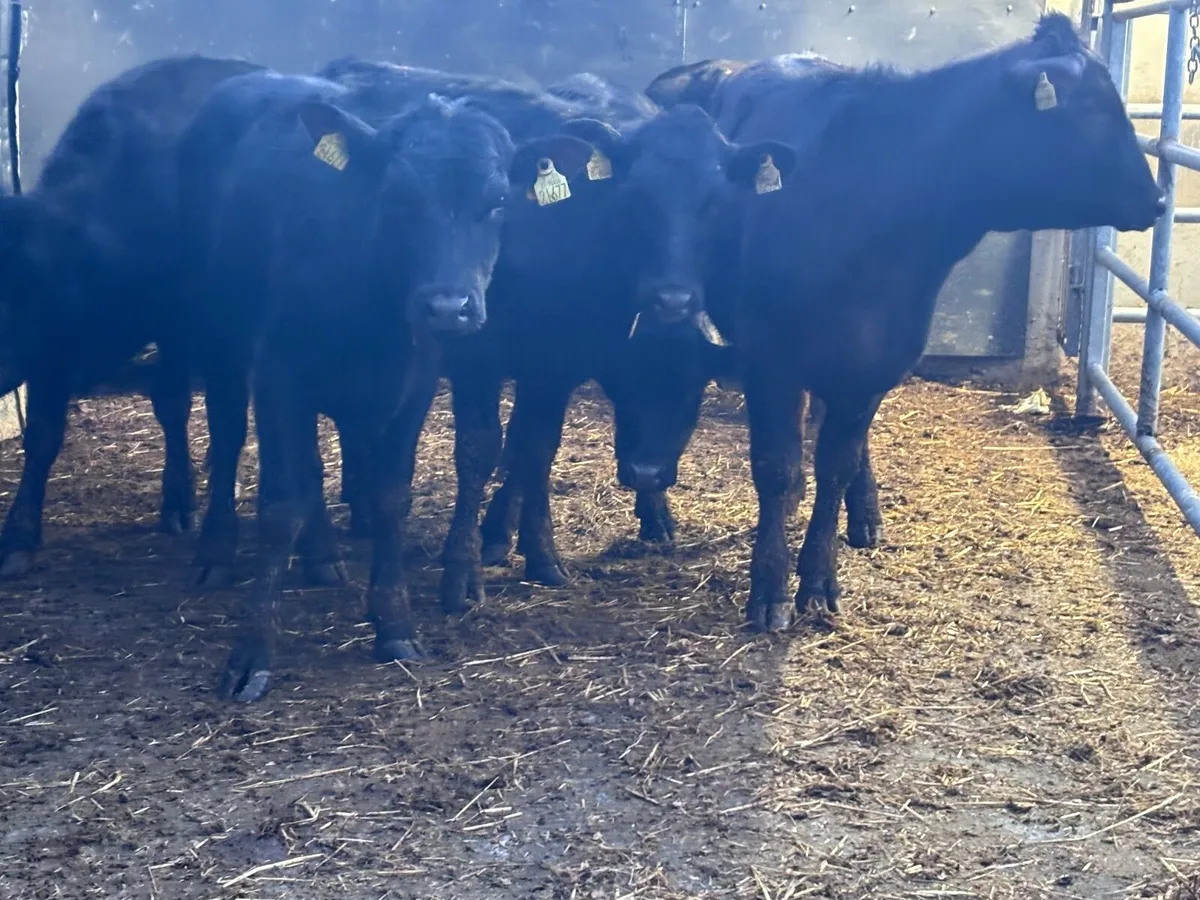 6 ANGUS & HEREFORD Weanlings for sale - Image 3
