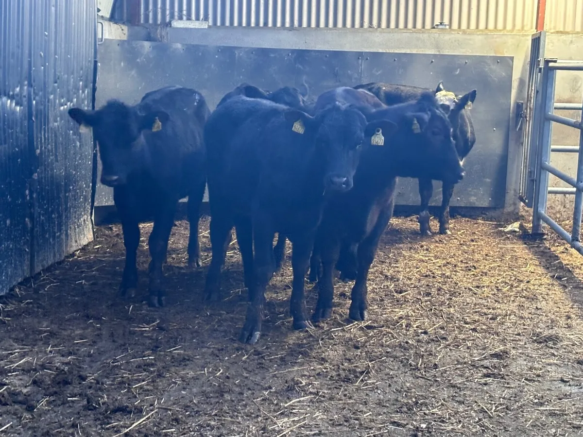 6 ANGUS & HEREFORD Weanlings for sale - Image 1