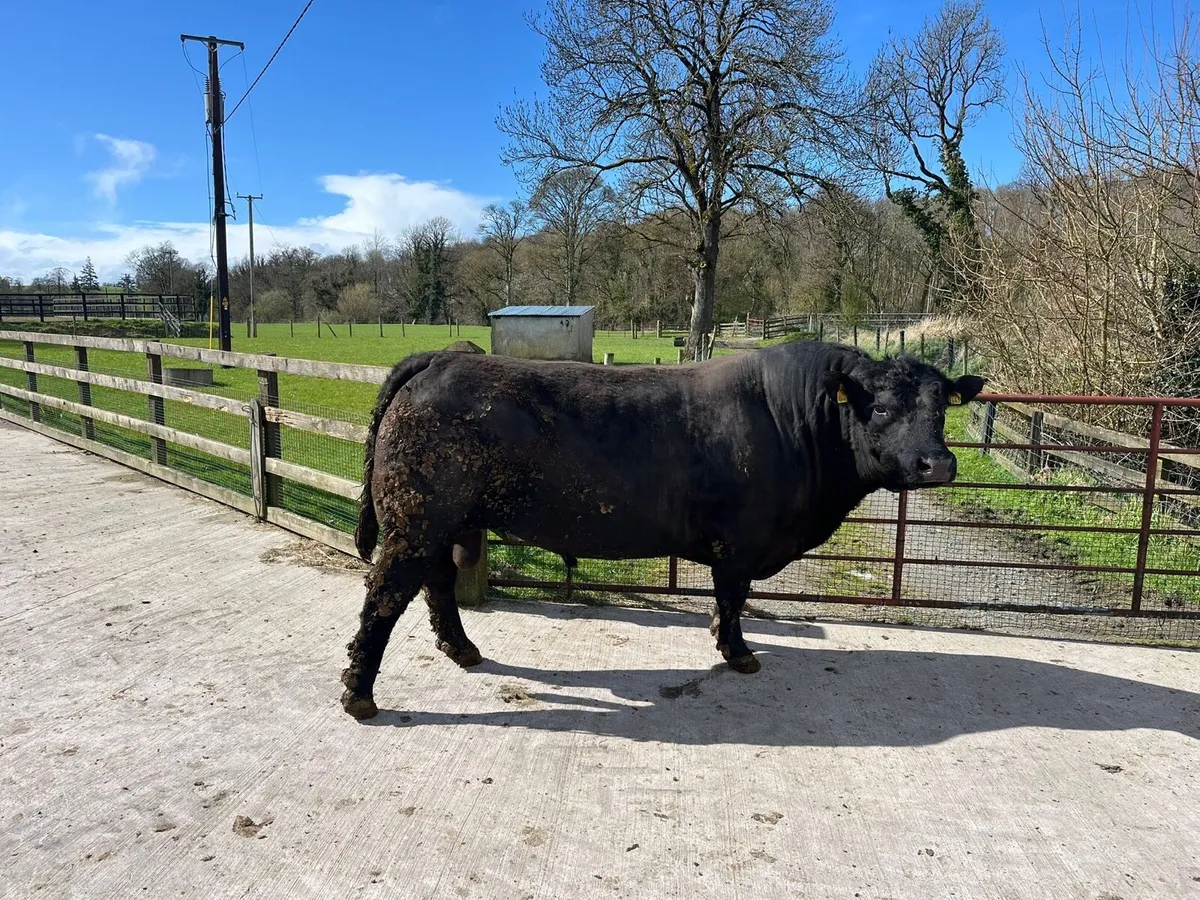 AA Stock Bull - Image 2