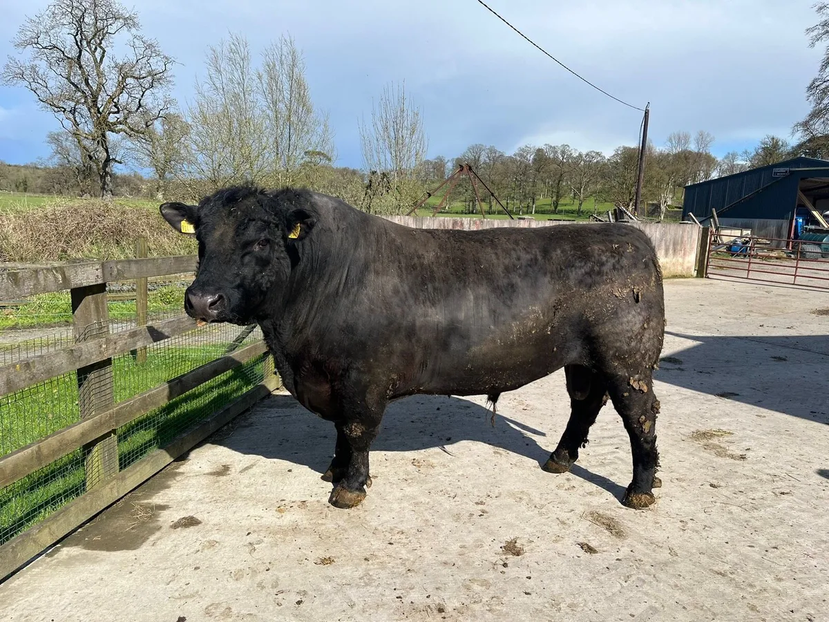 AA Stock Bull - Image 1