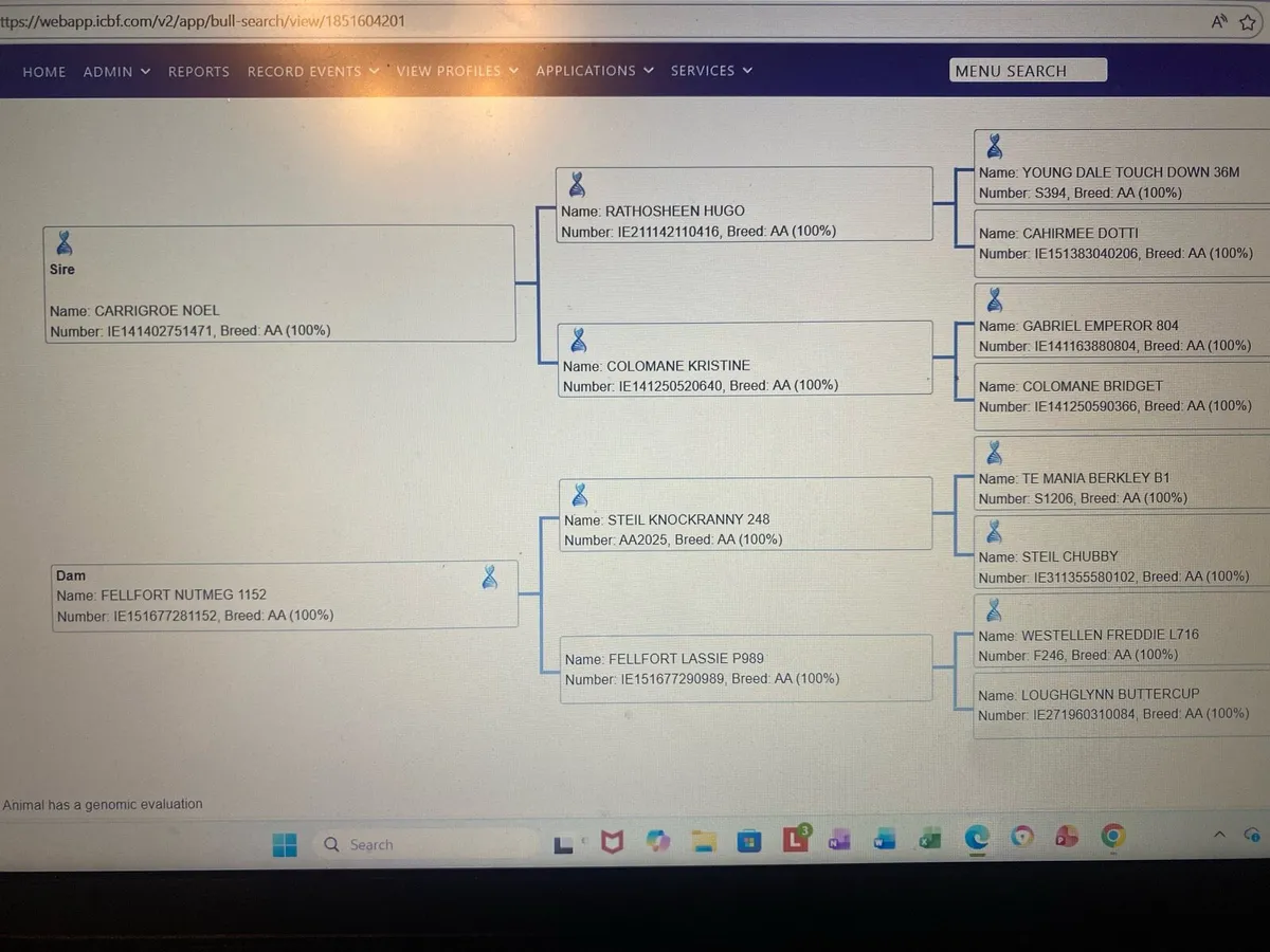 AA Stock Bull - Image 3