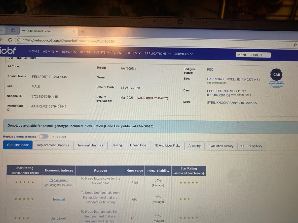 AA Stock Bull - Image 4