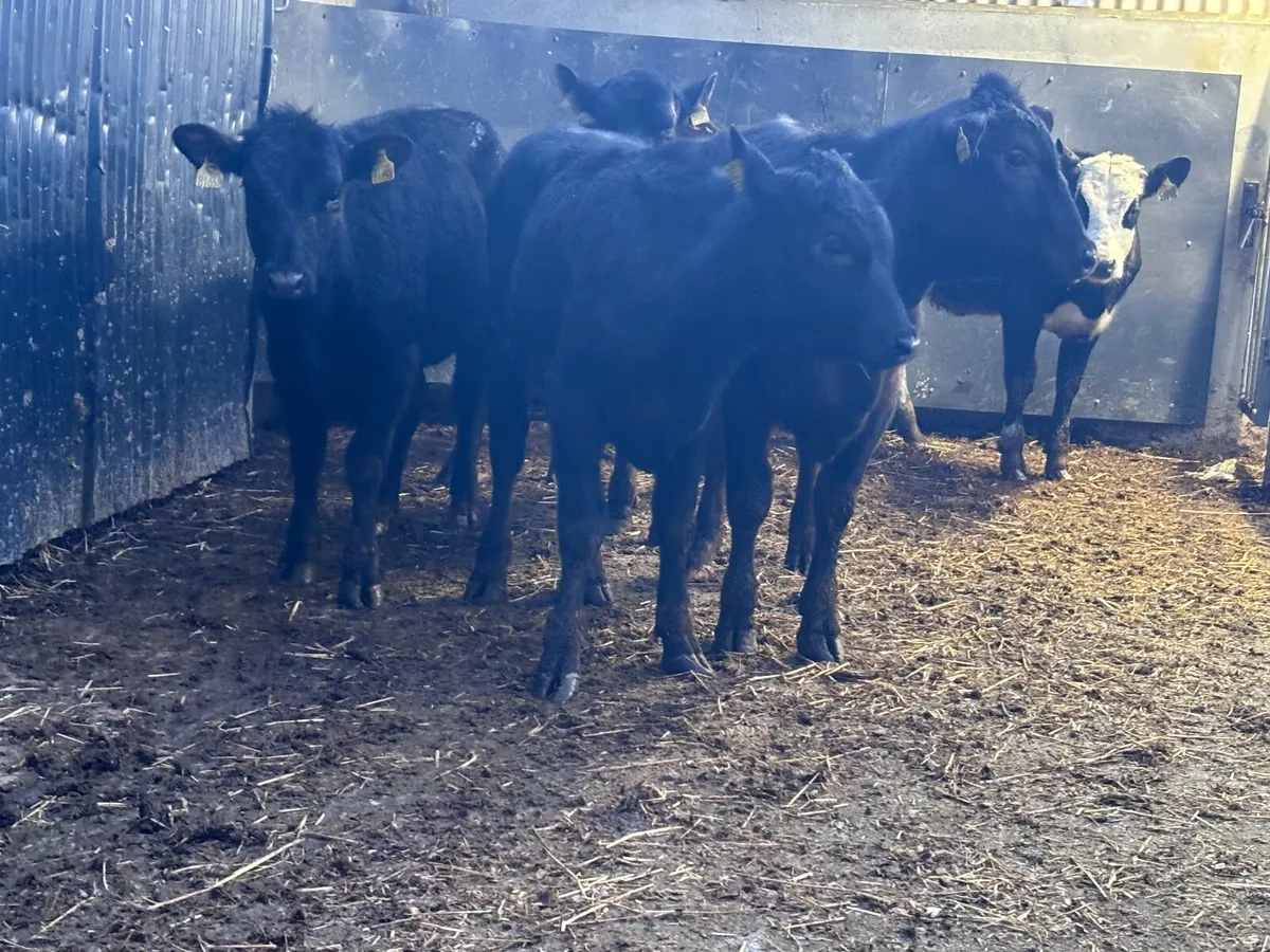 6 ANGUS & HEREFORD Weanlings for sale - Image 4