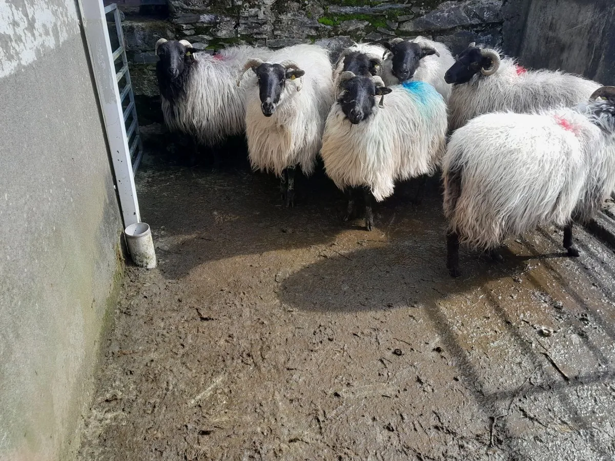 Cull Ewes - Image 1