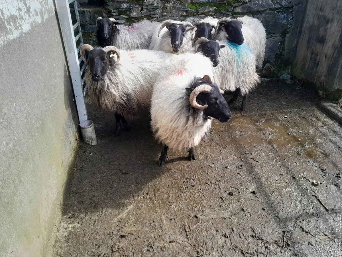 Cull Ewes - Image 2
