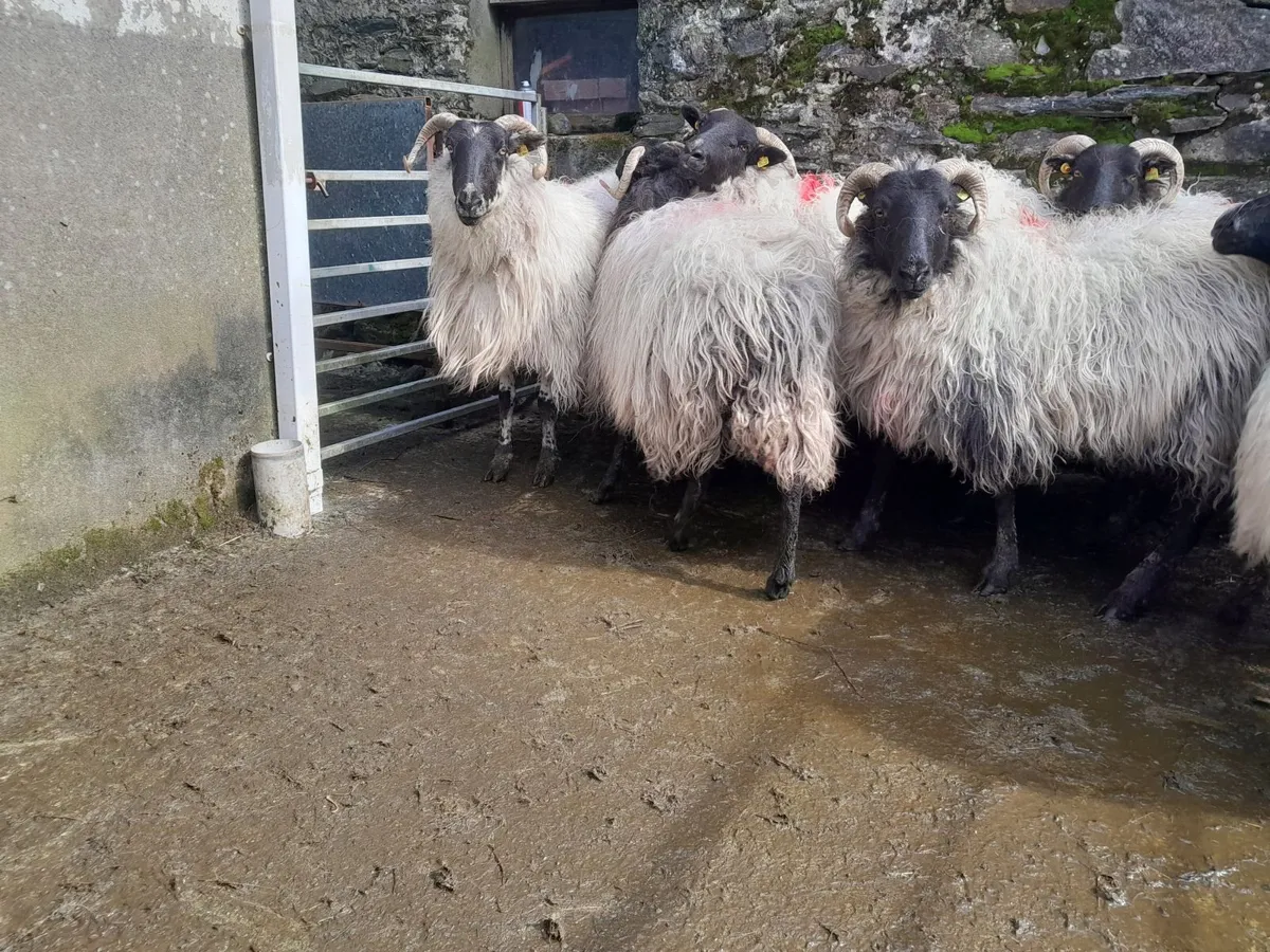 Cull Ewes - Image 3