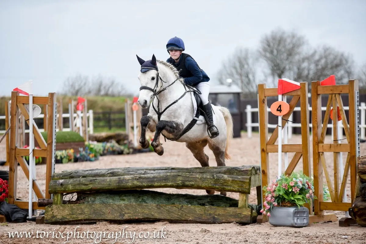 6 year old Connemara Gelding - Image 1