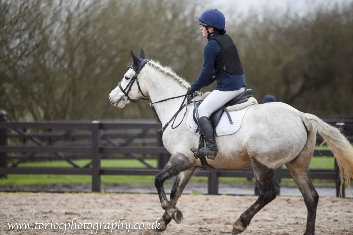 6 year old Connemara Gelding - Image 3