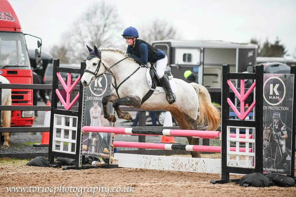6 year old Connemara Gelding - Image 4