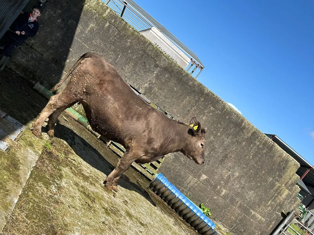 Suckler Springers for sale - Image 2