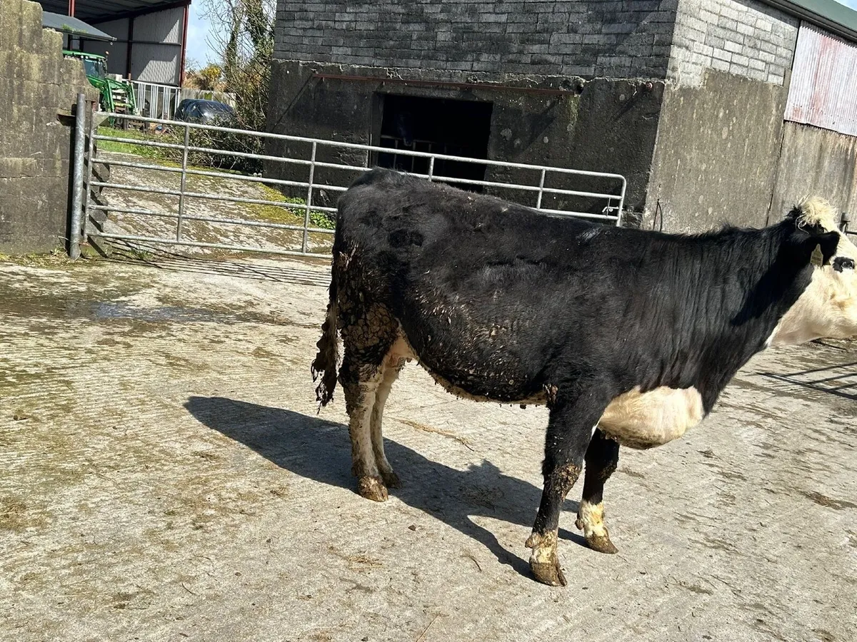 Suckler Springers for sale - Image 3