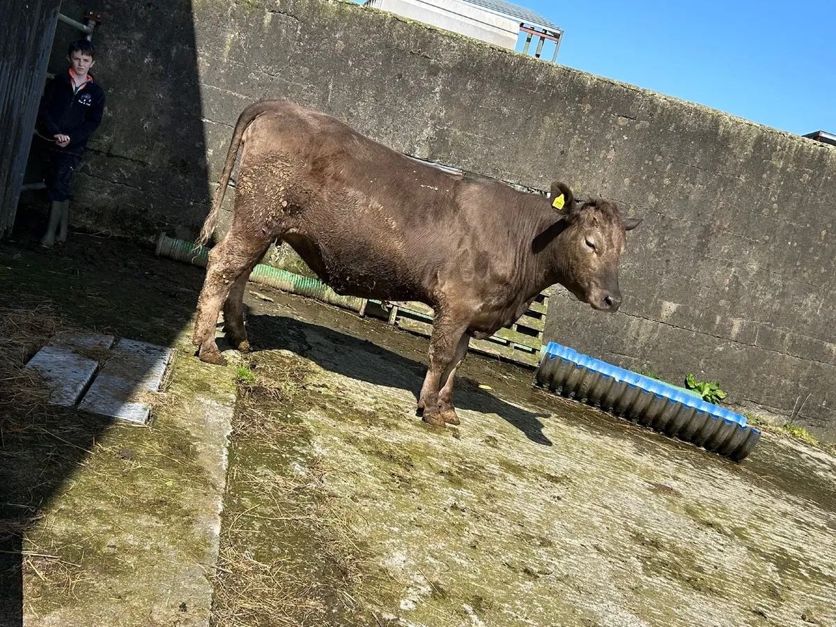 Suckler Springers for sale - Image 4