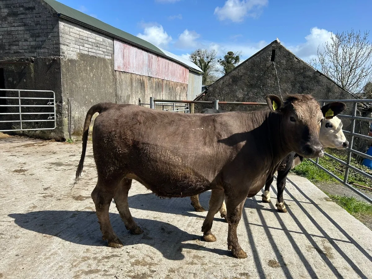 Suckler Springers for sale - Image 1