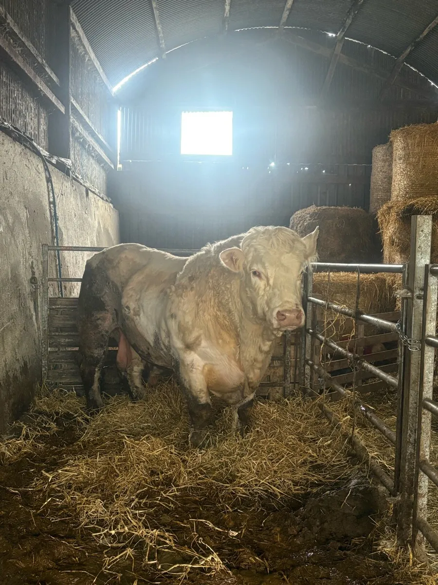 Charolais bull - Image 1