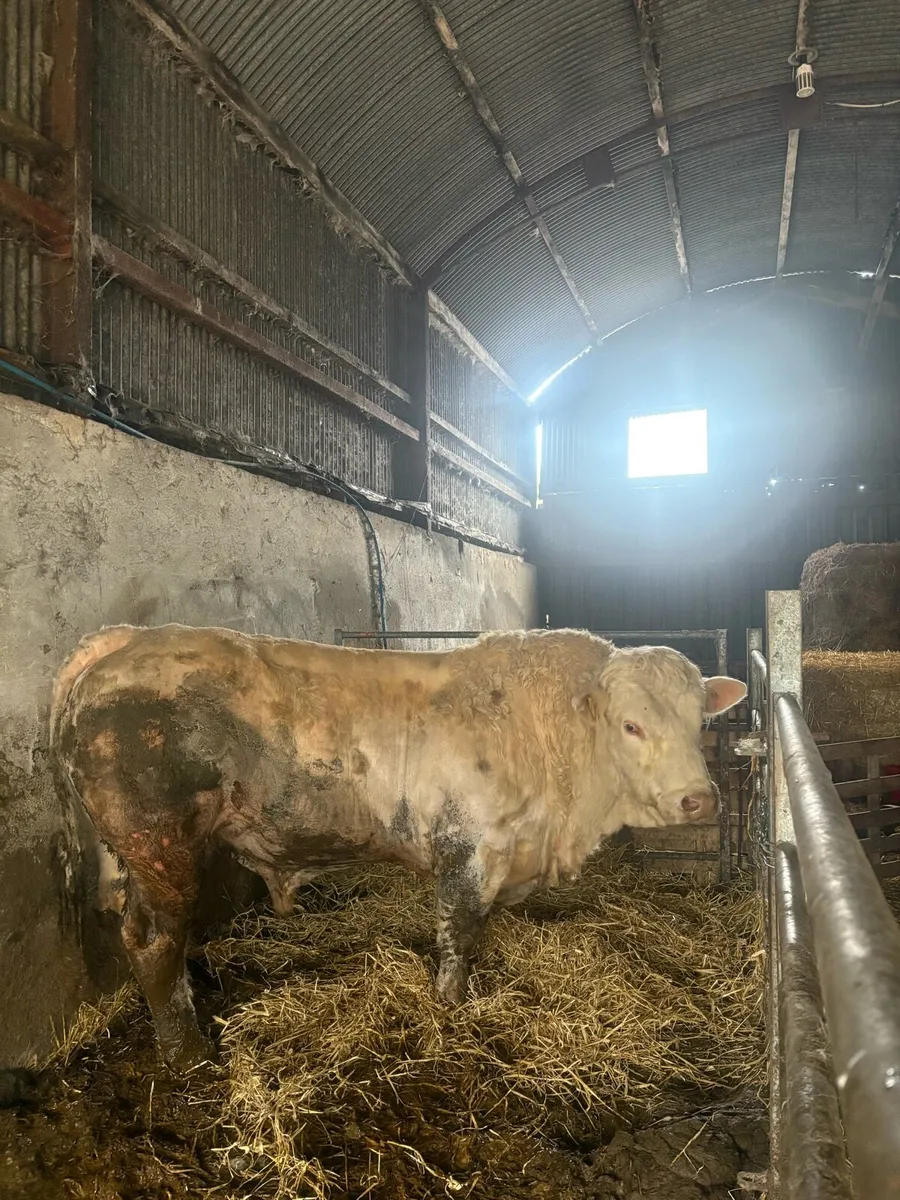 Charolais bull - Image 4