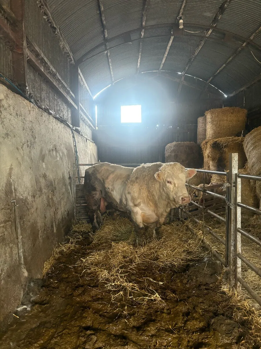 Charolais bull - Image 2