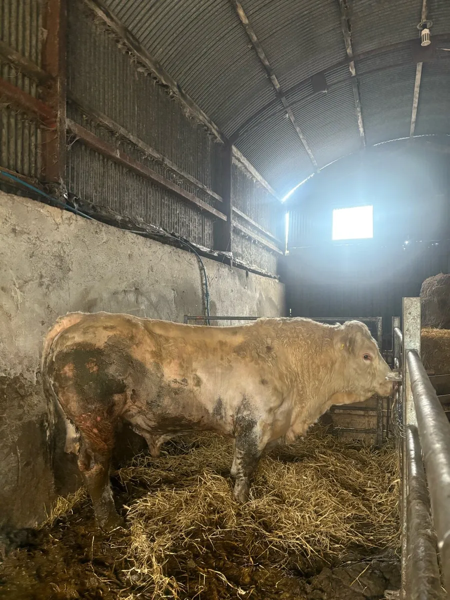 Charolais bull - Image 3