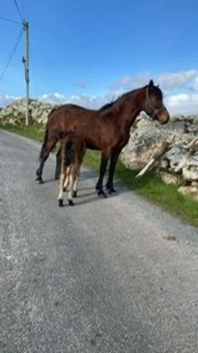 Connemara Class One 4 year old Bay Mare - Image 1