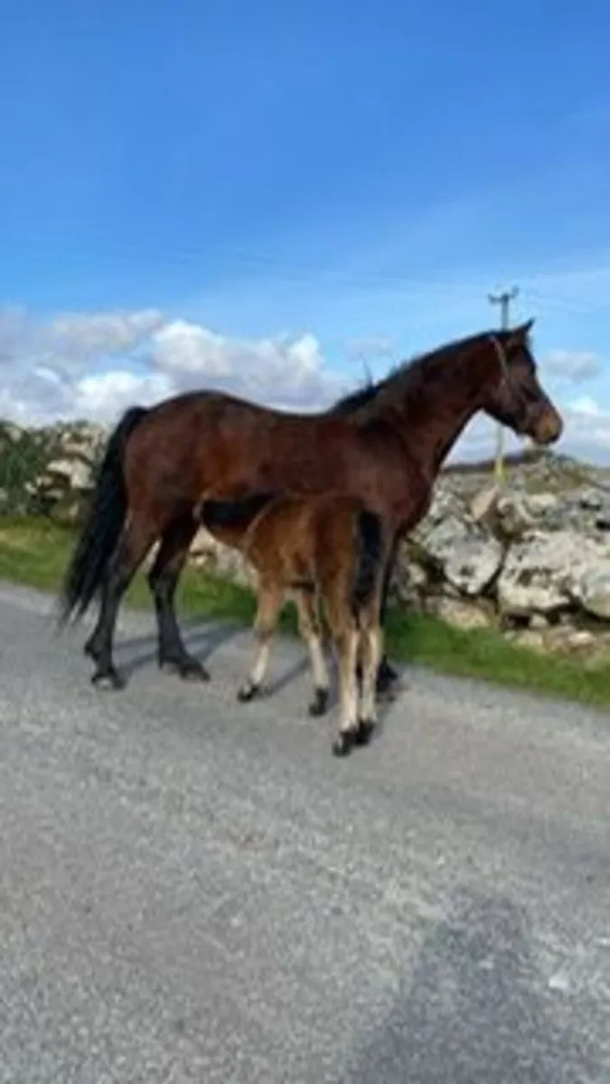 Connemara Class One 4 year old Bay Mare - Image 2