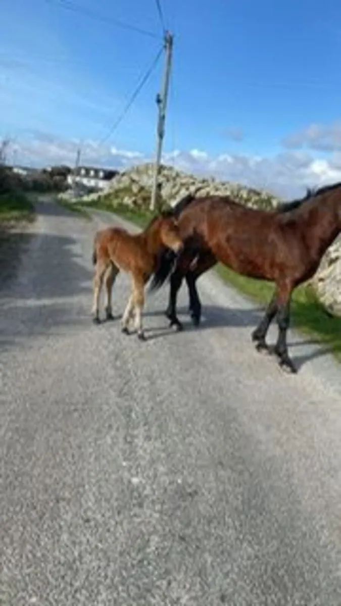 Connemara Class One 4 year old Bay Mare - Image 3
