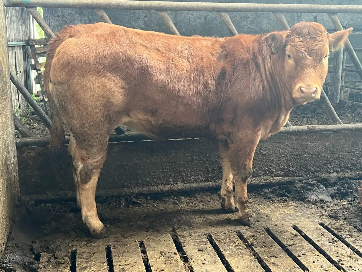 Ivor Heifer Ennis Mart Tuesday 14th April - Image 2