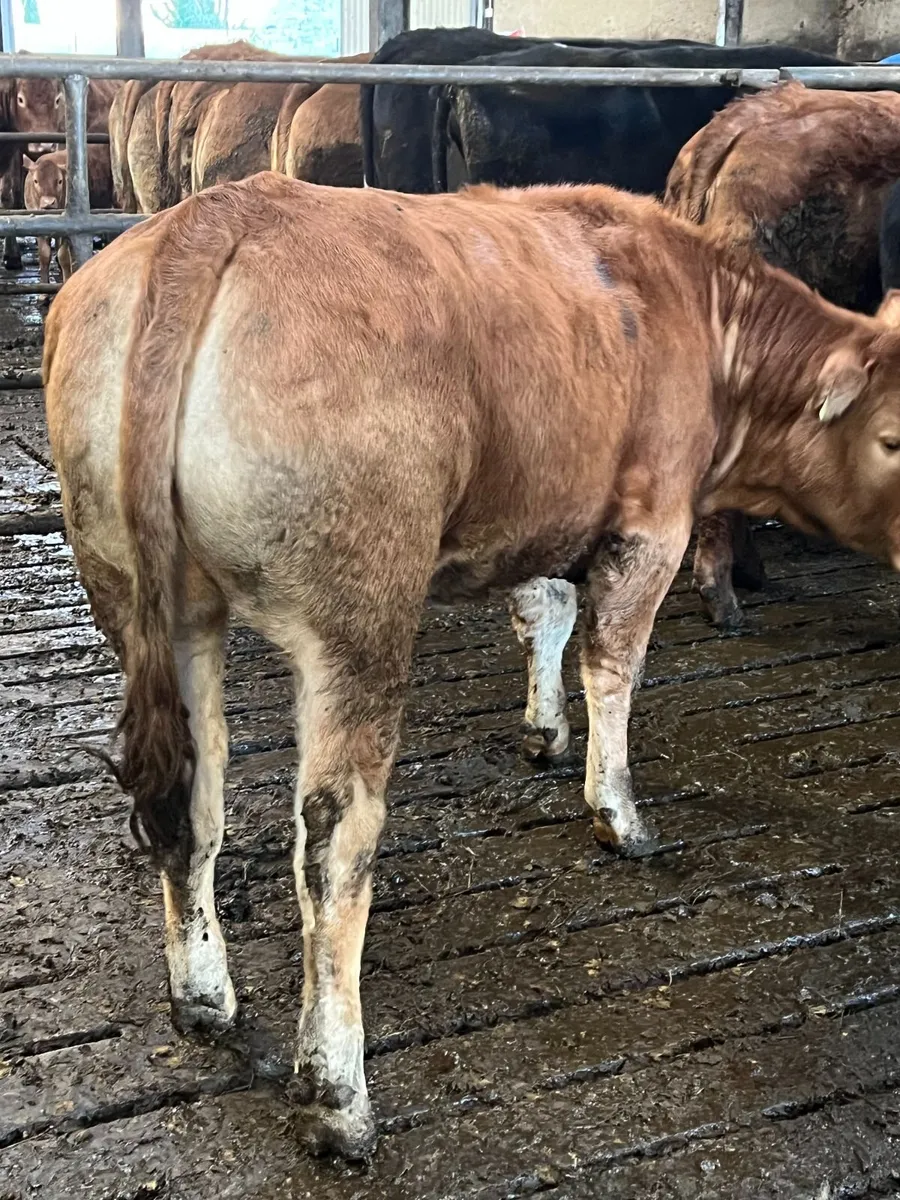 Ivor Heifer Ennis Mart Tuesday 14th April - Image 3