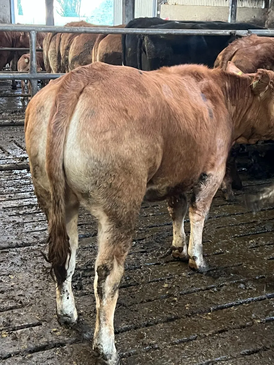 Ivor Heifer Ennis Mart Tuesday 14th April - Image 1